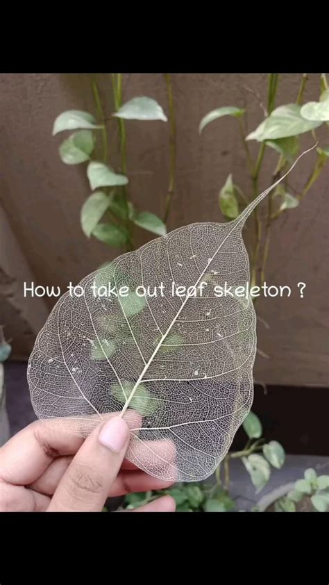 leaf skeleton.. | Leaf art diy, Leaf crafts, Leaf skeleton