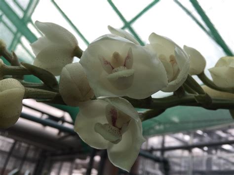 Peristeria Elata Orchideen Wichmann De Highest Horticultural