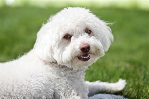 Maltipoo Lifespan And Tips For Increasing The Life Expectancy Of Your Pup