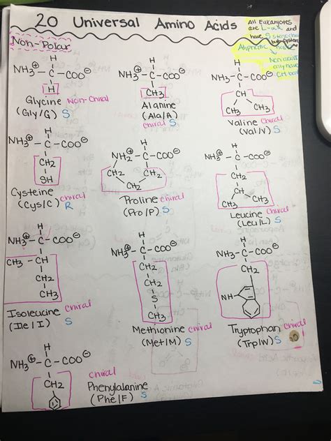 Amino Acids MCAT & Biochemistry Review Guide - Etsy