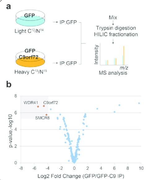 Silac Proteomic Screen For C9orf72 Binding Partners A Schematic