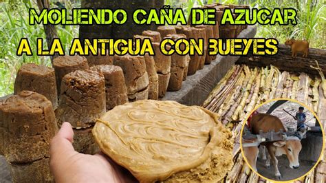 Moliendo Caña De Azucar En Trapiche A La Antigua Con Bueyes Dulce De