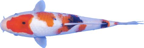 Butterfly Koi Aquarium Different Types Koi Pond Color Patterns