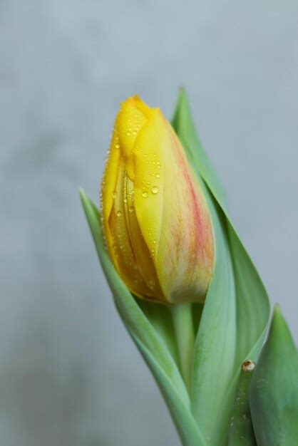 Premium Photo Yellow Tulip With Water Droplets On Petals Closeup