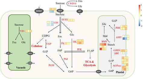 Major Carbohydrate Metabolism Pathways And Carbohydrate Accumulation