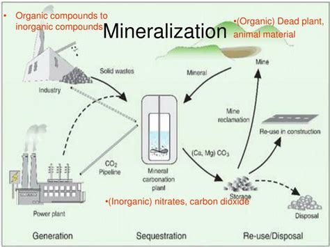 Ppt Nitrogen Cycle Powerpoint Presentation Free Download Id459010