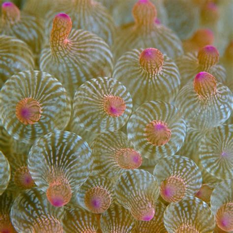 50 Best images about SEA PLANTS on Pinterest | Image search, Plastic bags and Orange pink