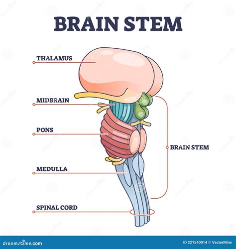 Brain Stem Anatomy Model