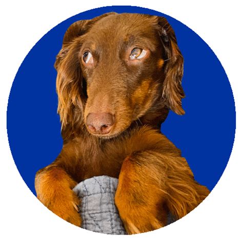 Dachshund Tuna Sticker By Molly Baz For Ios Android Giphy