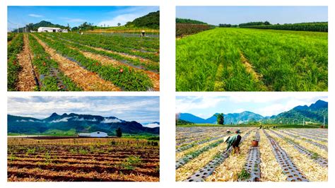 Cu C Ua Gay C N Gi A C C Ng L N Ng Nh D C