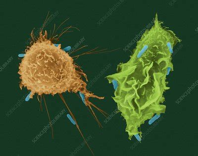 Macrophage and monocyte phagocytosis, SEM - Stock Image - C032/0638 - Science Photo Library