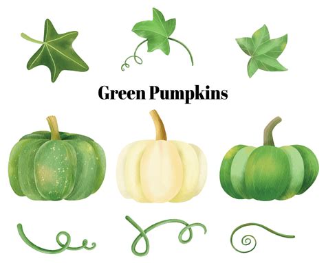 Green Pumpkins vines and leaves watercolor collection 5887028 Vector ...