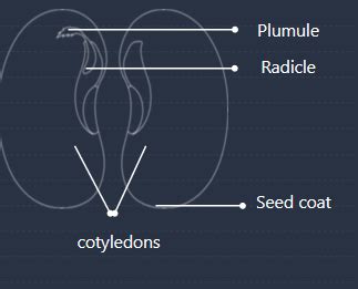 With The Help Of A Suitable Labelled Diagram Describe The Structure Of