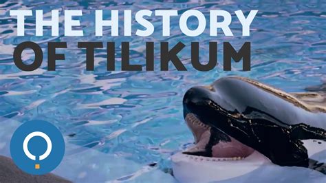 The Story of TILIKUM, the SeaWorld Orca - PetsBlogLive