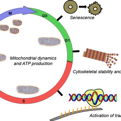 Schematic Overview Of The Non Mitotic Roles Of Aurka With Relevance For