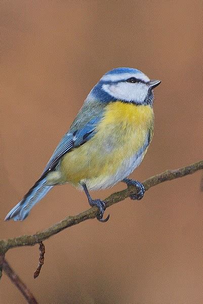 Mésange Bleue Parus Caerulus Blue Tit Le Poidesans Flickr