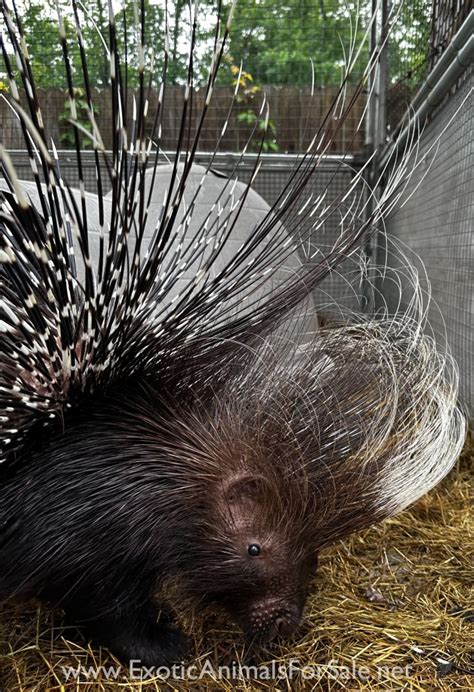 African Crested Porcupine babies for Sale