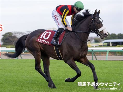 【格言から探る勝ち馬予想】ダイヤモンドs2023「長距離はキングマンボ」｜競馬ニュース｜競馬予想のウマニティ