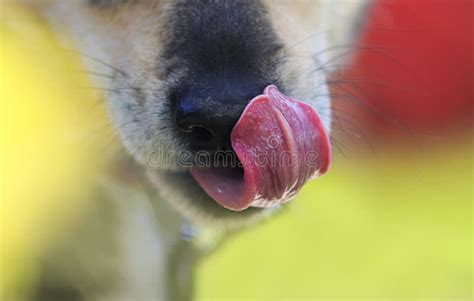 Lecken Des Hundes Mit Der Langen Zunge Stockfoto Bild Von Tier