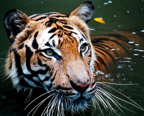 6 Jenis Harimau Yang Saat Ini Masih Hidup Fauna Gue