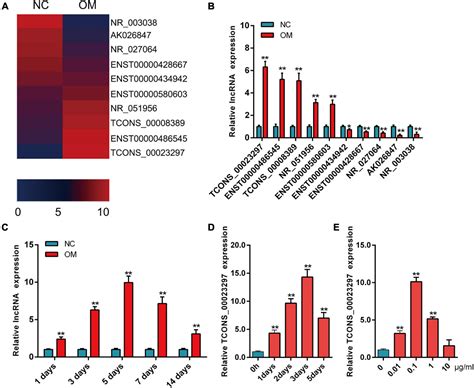 Frontiers Lncrna Tcons Regulates The Balance Of Osteogenic