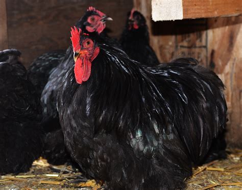 Black Cochin Bantam Rooster Tarbox Hollow Poultry