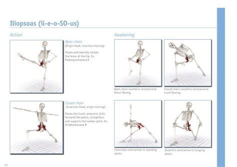 Iliopsoas Stretching Exercises Pdf Yoga Anatomy Yoga Anatomy Yoga