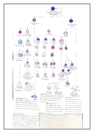 Mapa Conceptual Hematopoyesis Pdf