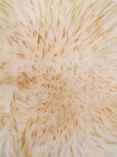 Brown White Soft Wool Texture Background Cotton Wool Light Natural