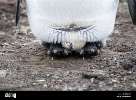 King Penguin, Aptenodytes patagonicus - a chick hatching from an egg ...