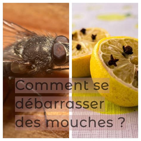 Astuces Pour Se D Barrasser Naturellement Des Mouches Hot Sex Picture