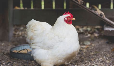 Cochin Chicken Breed Profile - Farmhouse Guide