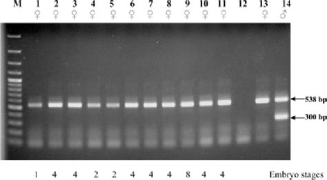 Figure 2 From Multiplex Polymerase Chain Reaction Used For Bovine Embryo Sex Determination