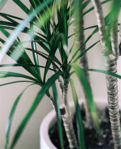 Le Dracaena Marginata Est Une Superbe Plante D Int Rieur Entretien