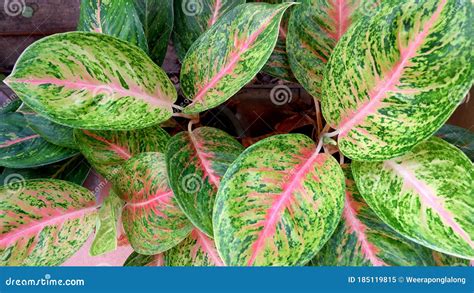 Pink Green Aglaonema Leaf Background Stock Image Image Of Background