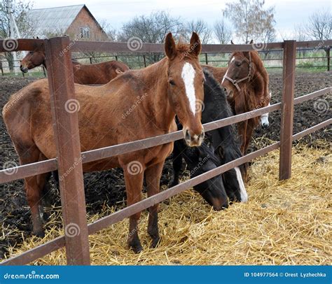 Through the Fence Horses Eat Hay Stock Photo - Image of feeding, herd ...