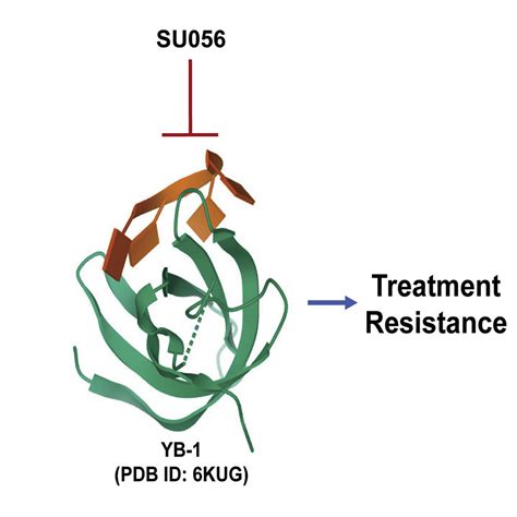 Y Box Binding Protein Inhibition As A Targeted Therapy For Ovarian