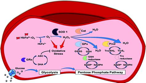 Red Blood Cell Function And Dysfunction Redox Regulation Nitric Oxide