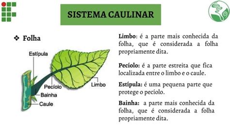 Anatomia E Morfologia Vegetal Ensino M Dio Ppt