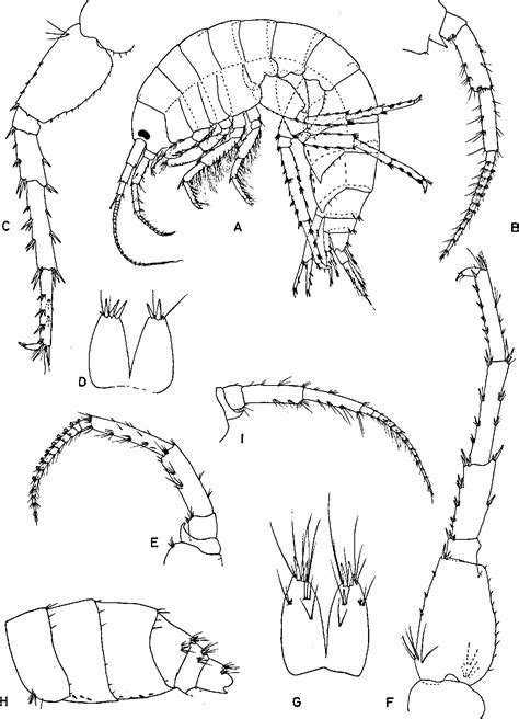 Figure 13 from Freshwater Gammarus Species from Europe, North Africa and Adjacent Regions of ...