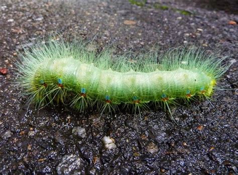 Green fuzzy caterpillar somewhere in the flowers | Green, Fuzzy caterpillar, Fuzzy