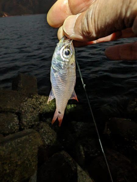 陸っぱり釣行記 三重県 尾鷲～大曽根浦 ロックフィッシュ（ルアー） カサゴ・ガシラ 陸っぱり 釣り・魚釣り 釣果情報サイト カンパリ