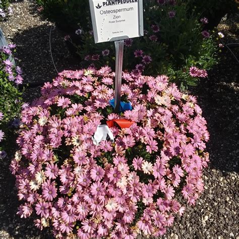 Osteospermum Zion Rose Surprise From Rush Creek Growers