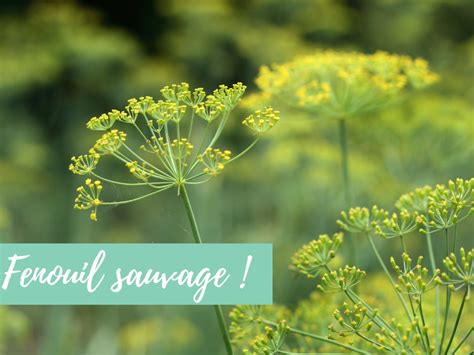 Fenouil Sauvage Secrets Et Bienfaits De Cette Plante Magique Fenouil