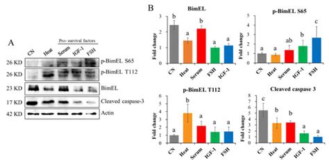 Dynamics And Regulations Of Bimel Ser And Thr Phosphorylation In