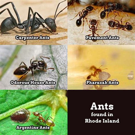 Types of ants found around Rhode Island homes - Debug