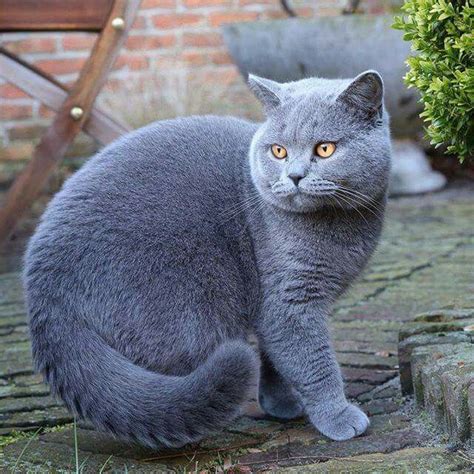 English Blue-Cream Cat: A Rare and Beautiful Feline