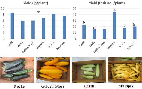 Summer Squash Cultivar Selection For High Tunnel Production Purdue University Vegetable Crops