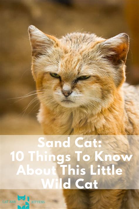 Sand Cat Habitat And Food | Care About Cats