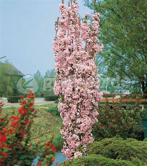 Prunus Serrulata Amanogawa Flowering Cherry Tree Garden Shrubs Blossom Trees